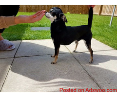 Kc Reg Proven Chihuahua For Stud