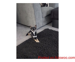 Kc Reg Proven Chihuahua For Stud