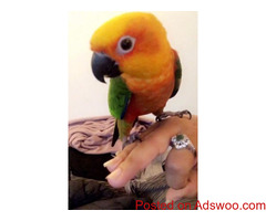 Hand-tamed-conures