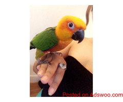 Hand-tamed-conures