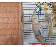 Cockatiel Pair