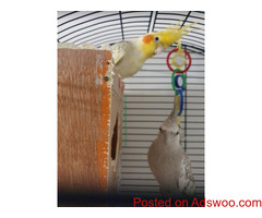 Cockatiel Pair