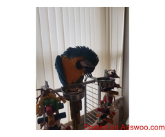 Mc Caw Parrot Blue And Gold