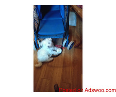 Maltese puppies