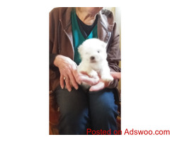 Maltese puppies