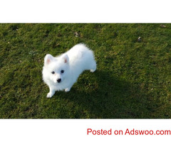 Proven Japenese Spitz Stud