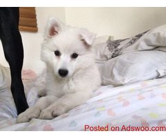 Proven Japenese Spitz Stud