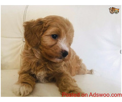 Outstanding F1 Cavapoo Girls