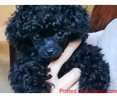 Tiny Toy Poodle