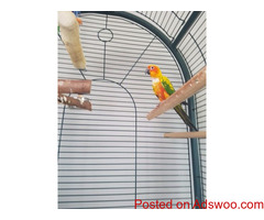 Sunconure Parrot