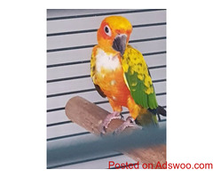 Sunconure Parrot