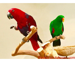 For Sale Pair Of Tame Eclectus Parrots. Share Tweet +1 Pin it