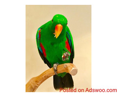 For Sale Pair Of Tame Eclectus Parrots. Share Tweet +1 Pin it