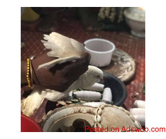 +2347038422731 The best powerful spiritual herbalist man in Nigeria to make money with out human blo