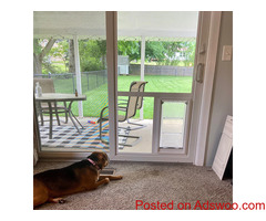 Home Depot Pet Doors | Installation Into Doors and Walls