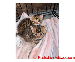Bengal kittens for sale