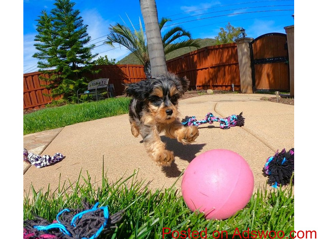 Registered Yorkshire Puppies For Re-Homing - 1/1