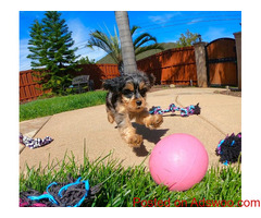 Registered Yorkshire Puppies For Re-Homing