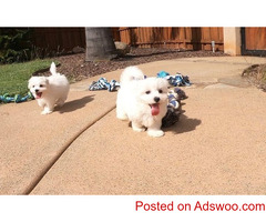 ?Healthy Male and Female Maltese puppies +1?(734) 335-0571?