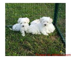 ?Healthy Male and Female Maltese puppies +1?(734) 335-0571?