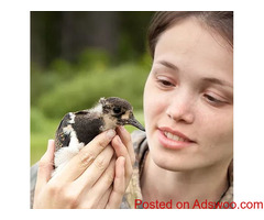 Bird Abatement Oakland