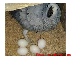 Bird eggs for hatching from Europe