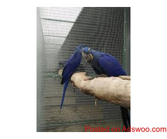Bird eggs for hatching from Europe