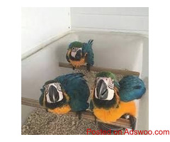 Bird eggs for hatching from Europe