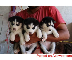 SHOW QUALITY SIBERIAN HUSKY PUPPIES AVAILABLE FOR RE-HOME