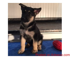 Akc German Shepherd puppies