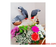 African Grey parrots