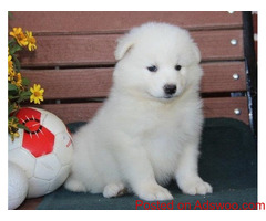 AKC Samoyed pups for sale