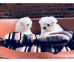 Sweet Maltese Puppies Text : (330) 910 0534