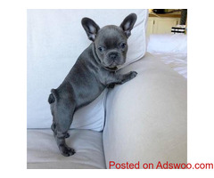 French Bulldog Pups For Sale Text : (330) 910 0534