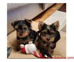 Cute 12 Weeks Old Yorkie