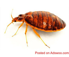 Bed Bug Removal Fairfield