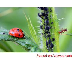 Bed Bug Removal Fairfield