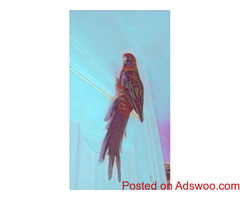 Crimson Rosella