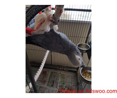 African Grey Parrot