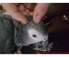 African Grey Parrot