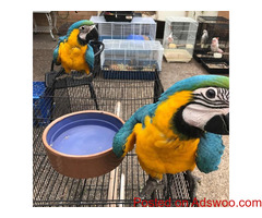 Parrots, cockatoos, Exotic birds and exotic animals for sale