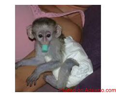 Adorable baby capuchin, squirrel and marmoset monkeys ready for good homes.