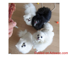 teacup pomeranian puppies for adoption.
