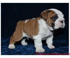 English Bulldog puppies Ready for new homes.
