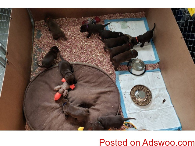 AKC registered chocolate Labrador retriever pups Males & Females microchip implants - 1/1