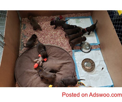 AKC registered chocolate Labrador retriever pups Males & Females microchip implants