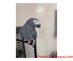 African Grey Full Set Up