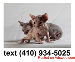 Amazing  Sphynx kittens for sale!