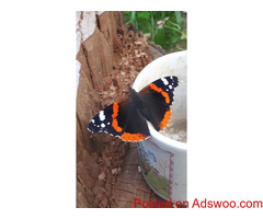 Butterfly e-book for sale