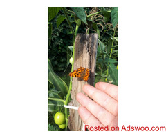 Butterfly e-book for sale